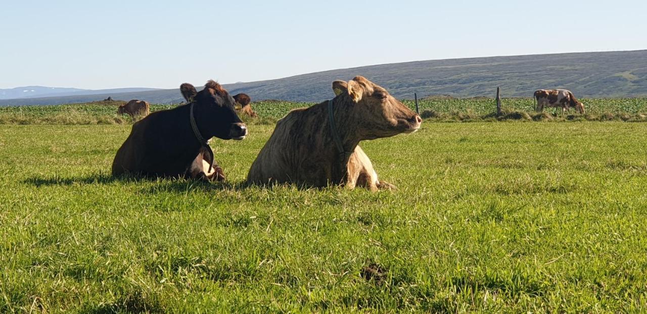 Séjour à la ferme Ljosavatn
